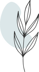 collection forest fern eucalyptus art foliage natural
leaves herbs in line style. Decorative beauty, elegant illustration 
for design: Vector flower Botanical