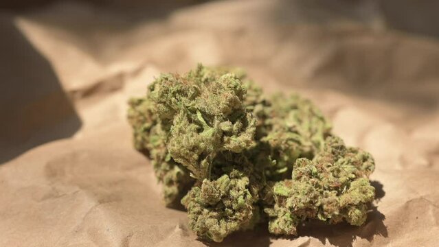 Cannabis Leaf. Cannabis plant ready to smoke. Beautiful cogollo. Marihuana, cbd, thc video 4k. Concept of medicinal marihuana.