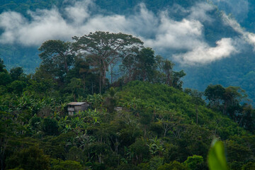 rural house in the peruvian jungle at dawn