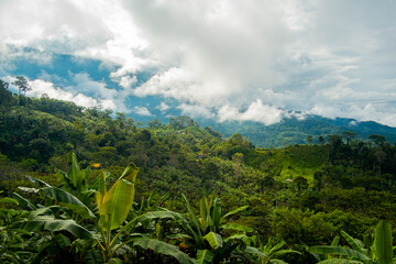 banana plantation and in the background the virgin Peruvian jungle