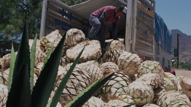 a man unloads agave pineapples for mezcal ,selective focus