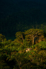 rustic house in the peruvian jungle at sunset