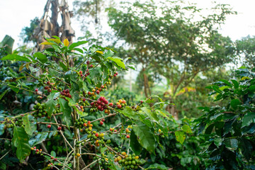 organic coffee plantation in the central jungle of peru