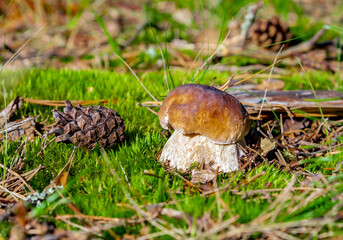 Young edible wild mushroom boletus on the forest floor.