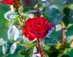 Garden rose floribunda varieties Romantic Ruffles with raindrops on the petals. An open flower of a...