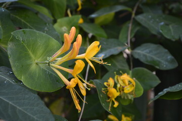 Lonicera periclymenum or common honeysuckle plants blooming flowers in spring