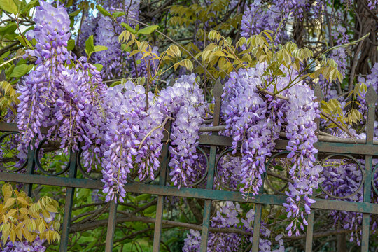 wisteria, glicinia flowering wine in the garden