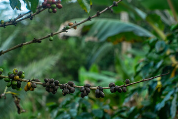 dried coffee beans in the coffee plantation