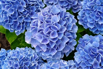 Rolgordijnen Tokyo, Japan - May 20, 2022: Closeup of blue hydrangea after the rain  © Khun Ta