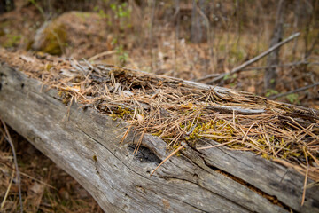A rotten tree with destroyed bark is covered with pine needles close-up. Natural horizontal textures.