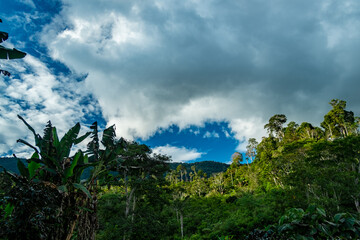 banana plantation and in the background the virgin Peruvian jungle