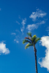 palm tree top with blue sky and clouds background