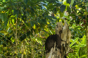 ant hive on a dead trunk inside a coffee plantation