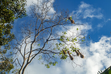 Hanging nest of birds, in a tree in the jungle of Peru