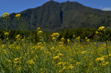 Magnificent view of mustard flowers