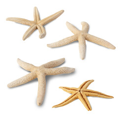 Starfish collection isolated on white background with clipping path.