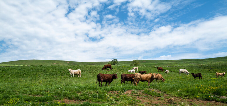 troupeau de vaches en Auvergne