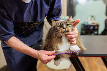 Cat grooming background. Veterinarian brushing cat in the salon