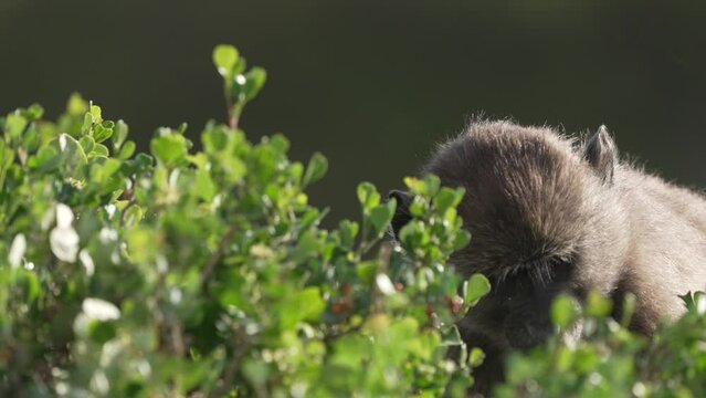 Baboons foraging in native fynbos vegetation for berries; tight shot