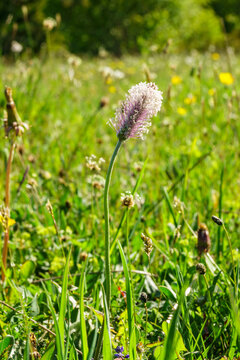 Timothy grass flower in a meadow