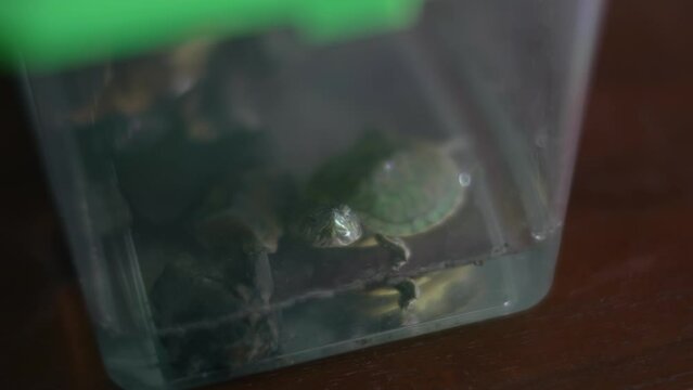 飼育ケースの中の緑亀
Green turtle in a breeding case