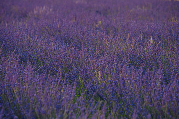 Fototapeta na wymiar lavender field close up