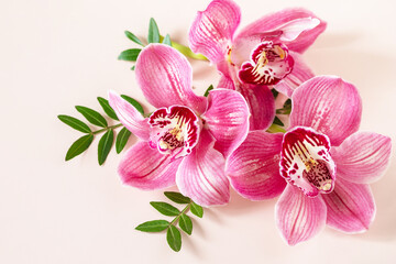 Floral background with orchids, minimal concept. Tropical pink phalaenopsis orchids on a light pastel background. Flowers arrangement.