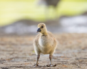 Small young little gosling to eat on land