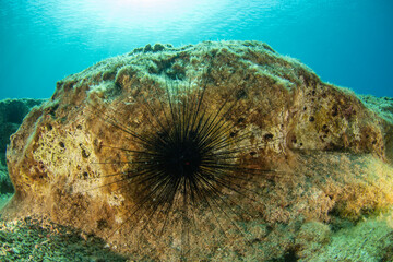 A view from the blue waters and the sea urchin