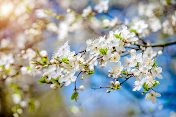 Fototapeta na wymiar Cherry blossom branch in the garden in spring 