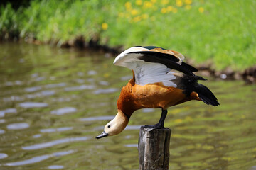 Shelduck (Tadorna ferruginea) flaps its wings standing on old tree trunk in the lake. Male red duck in spring park - obrazy, fototapety, plakaty