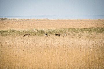 free living fallow deer in black white on the darss. Mammals grazing in Germany.