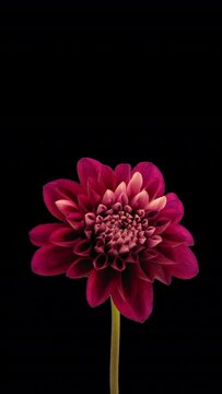 Time lapse of opening red dahlia flower with ALPHA transparency channel isolated on black background, vertical orientation