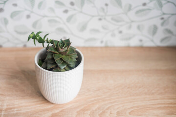White pot with succulents on wooden table 