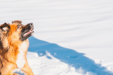 Hund / aufmerksam