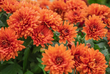 Orange chrysanthemum flowers floral autumn background