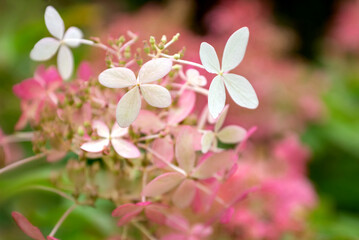 Fototapeta na wymiar Hydrangea flowers with four petals on blurred background close up