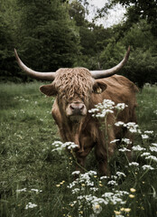Schottischer Hochland Bulle auf Sommerweide mit Wildblumen und Schierling im Vordergrund