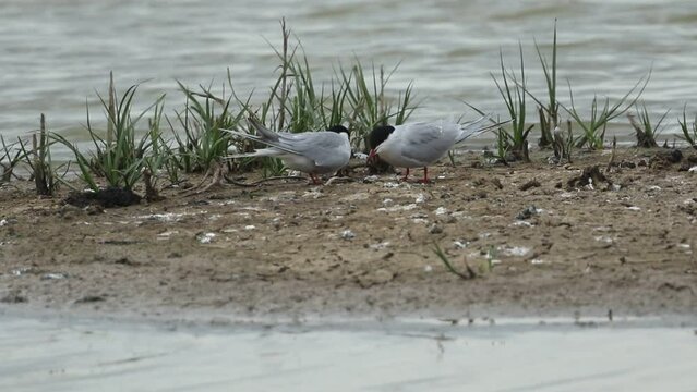 A pair of Common Tern, Sterna hirundo, looking for a nesting site on an island in the middle of a lake in springtime.