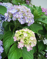 Light purple hydrangea