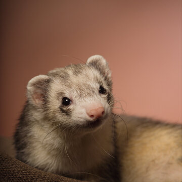 Light ferret indoor posing on brown background for portrait in studio