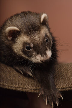 Standard sable ferret indoor posing on brown background for portrait in studio