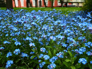 Forget-me-nots. Myosotis flowering blue plants in the family Boraginaceae. Forget-me-nots or...