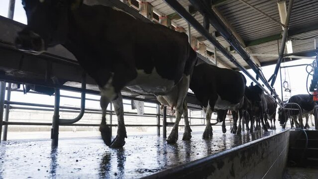 Black and white holstein cows walking into milk shed, low angle