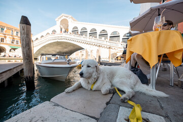Italian sheepdog resting with woman at outdoor cafe near Grand canal in Venice. Maremmano - Abruzzese shepherd dog - obrazy, fototapety, plakaty