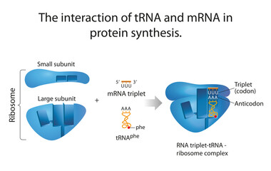 The interaction of tRNA and mRNA in
protein synthesis - obrazy, fototapety, plakaty