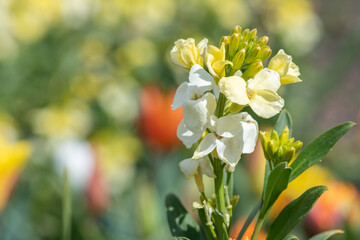Yellow wallflowers in bloom