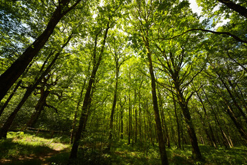 Fototapeta na wymiar forêt de Brocéliande