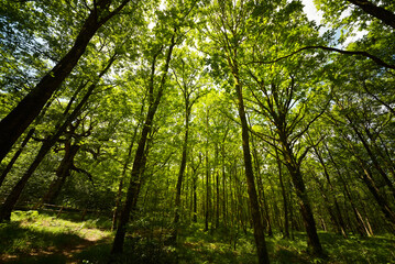 Naklejka premium forêt de Brocéliande