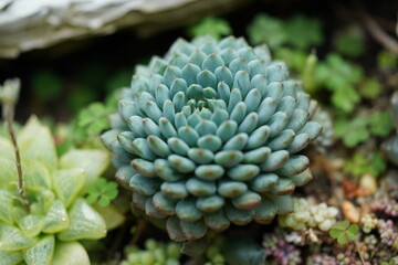  close up of a cactus plant